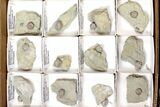 Lot: Blastoid Fossils On Shale From Illinois - Pieces #134138-1